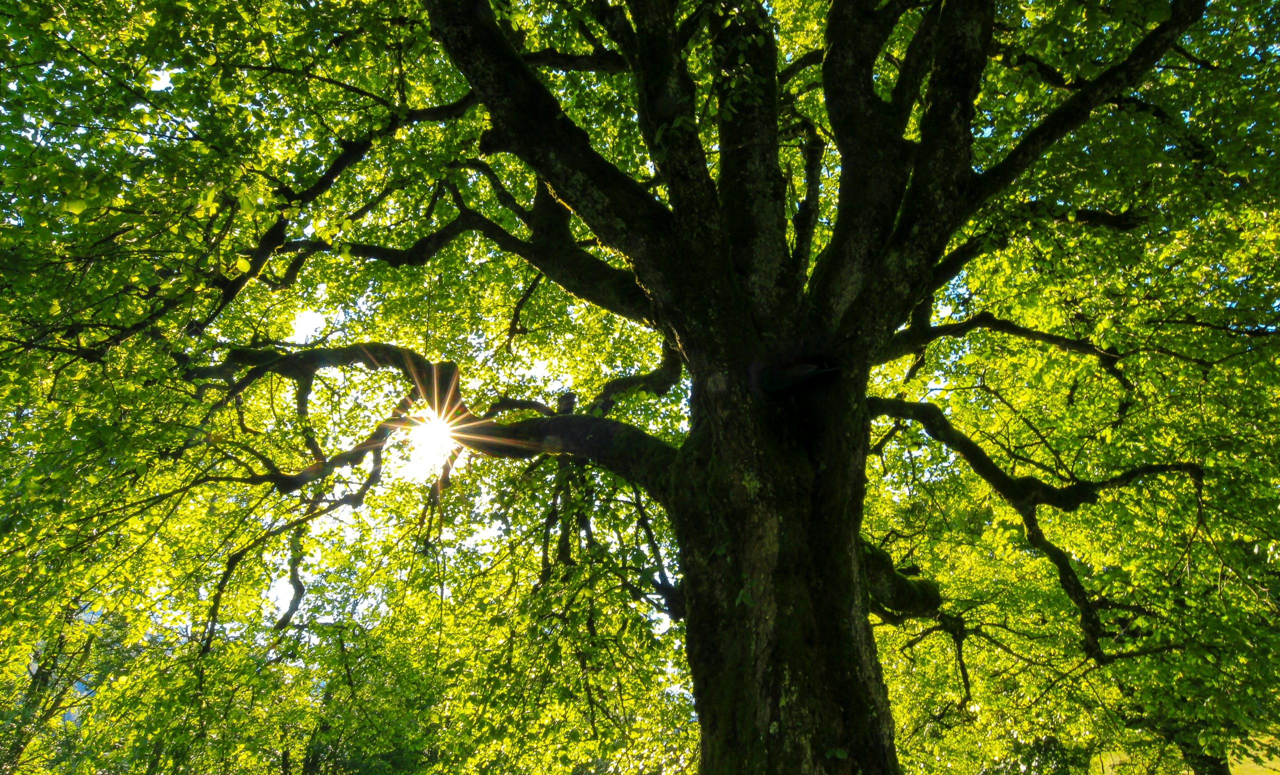 Photo d'un arbre vu du dessous, avec le soleil perçant les feuilles